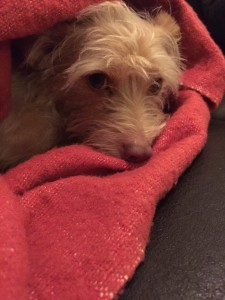 bennie-red-blanket